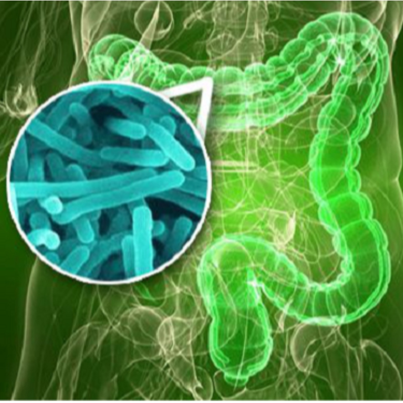 Universidade de Yangzhou: NMN melhora o desequilíbrio da flora intestinal causado pelo sono