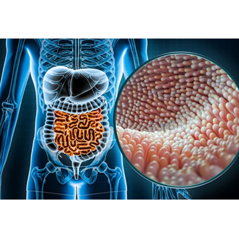 Pesquisa chinesa NMN otimiza a flora intestinal in vivo para alcançar a homeostase intestinal